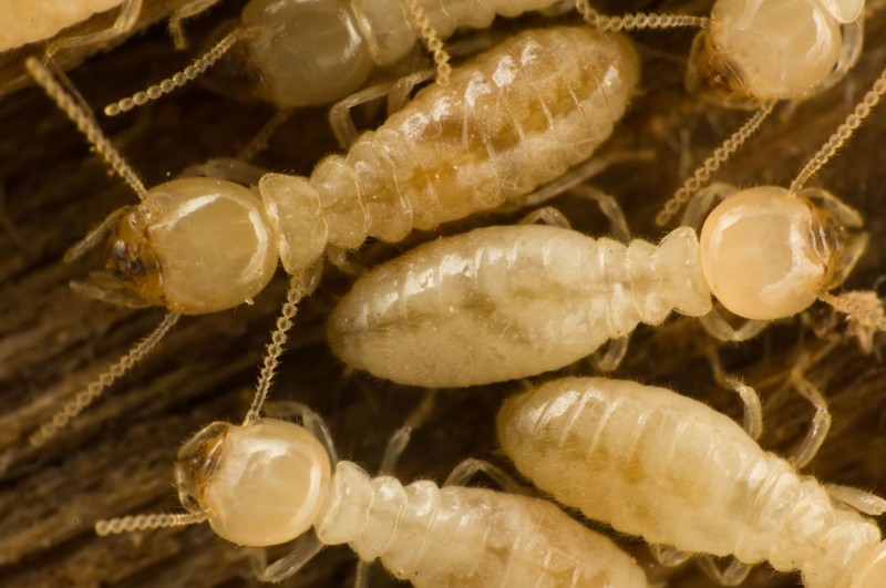 Could Termites Be Invading Your Home?