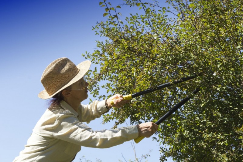 How Your Trees Can Benefit From Tree Pruning In Boston