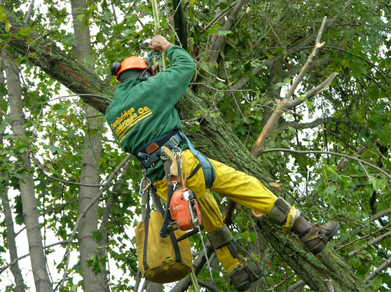 Why Consider Professional Tree Removal In Somerville?